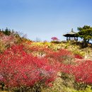 금산남일면 홍도화축제 4월20일 축제 합니다 이미지