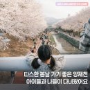 [시민]캘리그라피 | 따스한 봄날 다녀온 양재천, 벚꽃축제 후기까지 알려드려요 :)