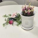 [ 북수원꽃집 ] 현아트플라워 다육이 후기