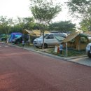 학암포 해당화 이미지