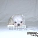 퍼피클럽 이미지