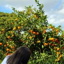난산리마을회관 | 제주도 크리스마스 여행 난산리식당 런치 코스요리 메뉴 가격 후기