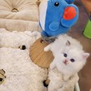 아담스펫 강아지분양 고양이분양 창원점 이미지