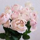 이브즈 마블 파르페-Yves Marble Parfait-マーブルパフェ 이미지