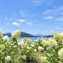 하동-하동-하동제3호 | 경남 꽃나들이 목수국 명소 가볼만한곳 2026(창원·하동·사천·창녕)