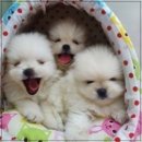 강아지 마을 이미지