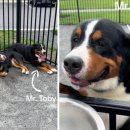 (주)산강아지 이미지