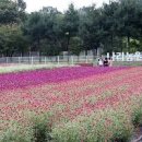 양주천일홍축제 양주나리공원 풍경 양주 가볼만한곳 이미지