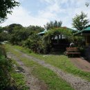 행운농장 | 제주 해바라기 김경숙 해바라기 농장 방문 후기