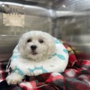 하트동물병원 이미지