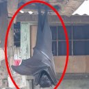 황금과일 이미지