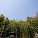 상정 비봉내마을: 울창한 대나무 숲 속에서 즐기는 시골 체험 이미지