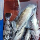 바다소식 이미지