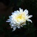 주식회사에스피씨삼립 이미지