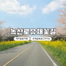 가시리 유채꽃길 | 제주도 동쪽 녹산로 유채꽃길 유채꽃 벚꽃 개화 봄꽃 여행지 정보