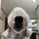 빙그루밍 이미지