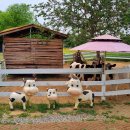 청주목장 이미지