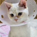 부여동물병원 이미지