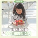 태양의 축제 | 딸기 축제 놓쳤다면? 부여 태양의 절기 딸기 농장 체험 솔직 후기
