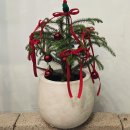 12/6 크리스마스 생화 트리 | 겨울 우리 집 크리스마스 트리, 내가 심고 꾸몄다구요? ||신선가드닝 생화트리 만들기 원데이클래스 후기 🎄