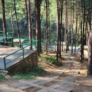 남이섬힐링캠핑장 이미지