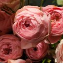 핑크파크 이미지