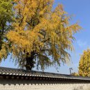 종로-연건-종로-연-002 | 광화문 경복궁 가을 단풍길 서울 혼자 여행