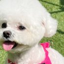 팔레트멍 이미지