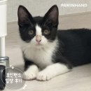 2031 | 포인핸드 입양후기🧡 2031. 주먹밥