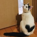 냥블리네