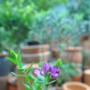 월평3호 이미지