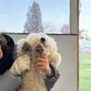 내사랑똥강아지 | 핫도그342 애견글램핑카라반 다녀온 후기