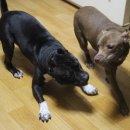 돼지두마리 이미지