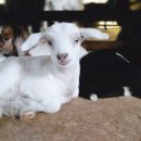 나눔염소농장 이미지