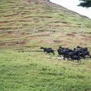 청성목장 이미지