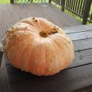 하늘농장3 이미지