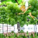 차사랑광택