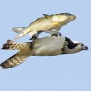 전세역전 이미지