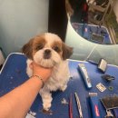 개르띠에 이미지