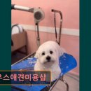 파우스애견미용실 | 대구 반려동물비용 애견미용 강아지 고양이 파우스애견미용샵 맞춤 케어로 신뢰받는