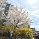 카페보니또마치에비뉴점 | 천안 원성천 벚꽃길 산책, 개나리와 함께 만개한 봄 풍경