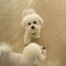 뽀송뽀송강아지미용실 이미지