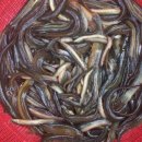 미꾸라지세상 이미지