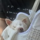 루비아이