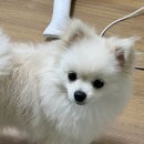폼나개 | 대연동 애견 미용실 &#39;폼나개&#39; 🐾 후기