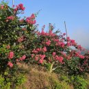 배룡농장 이미지