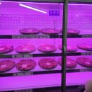 대전한우맛집 백조한우마을본점 고급모듬(안창토시살치) 12만, 한우특수모듬 58천 냠냠