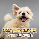 마법의가위미용실 | [가산/애견유치원, 애견미용]가산동 엉클독 애견유치원 & 엉클독 애견미용실 1년 다닌 후기