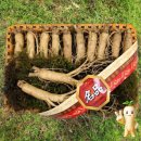 금산시장 | 금산수삼시장 인삼선물세트 원수삼 중1채 750g 후기 살펴보기