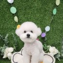 블링펫 | 김포애견미용추천 구래동강아지미용 퍼피블링 다녀온 후기!